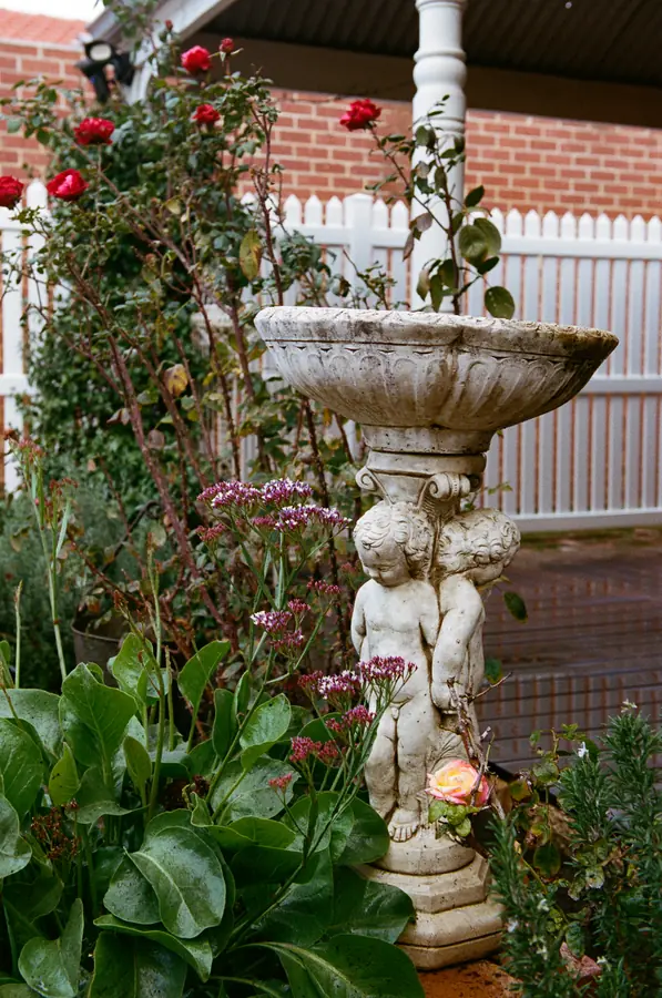 A cherub birdbath standing in a bed of roses