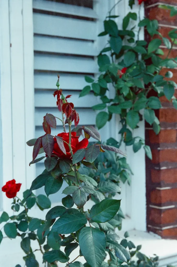 Red roses against a louvred white shutter