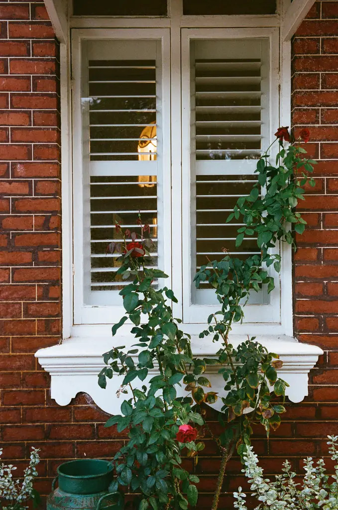 Climbing roses against a scalloped white windowsill and red brick