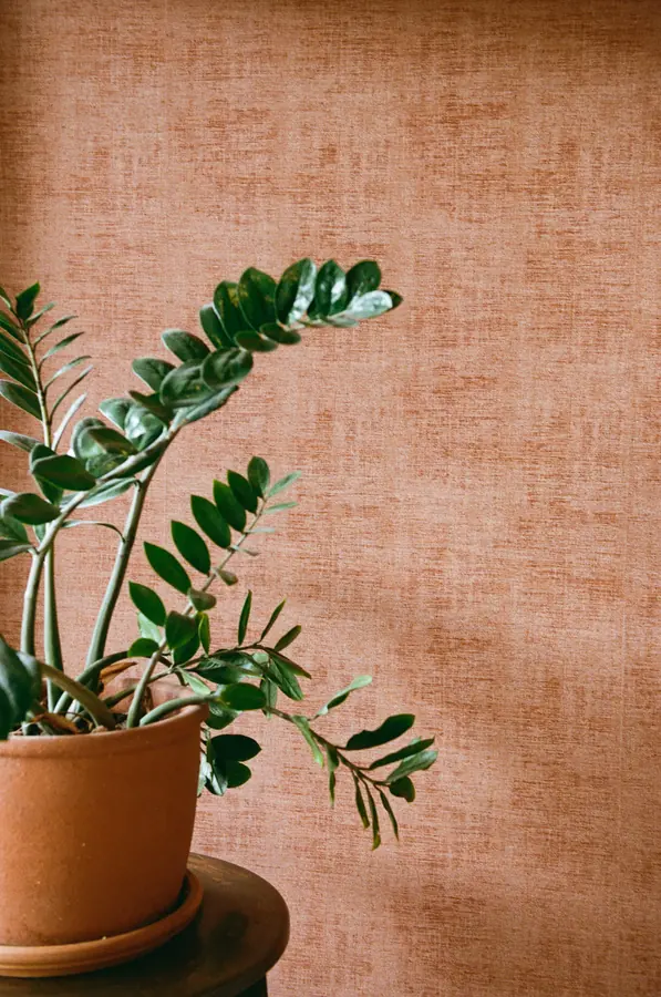 A ZZ plant in a terracotta pot against textured terracotta wallpaper